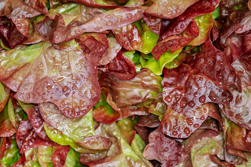 Waldorf Salad